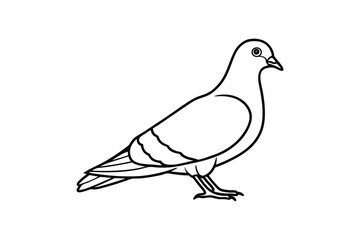 Line art vector illustration of a pigeon standing on the ground.eps