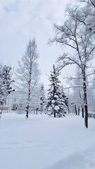 Obraz premium Trees the snow