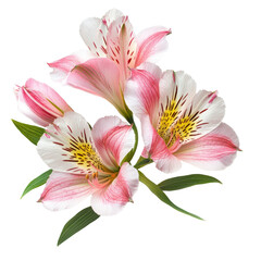 Fototapeta premium Pink and white lilies arranged elegantly on a soft gray background, creating a serene and delicate floral composition.