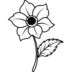 Anemone flower with leaf isolated on white background