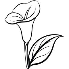 Calla lily flower with leaf isolated on white background