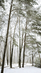 Fototapeta premium Trees the snow