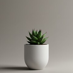 cactus in a pot