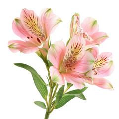 Fototapeta premium Pink and white lilies arranged elegantly on a soft gray background, creating a serene and delicate floral composition.