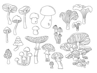 Set of line illustrations with various hand drawn mushrooms. Vector coloring for kids. Botanical illustration with edible and inedible mushrooms.