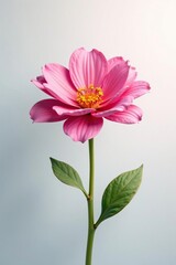 Single flower against a subtle white gradient background, bloom, flowers