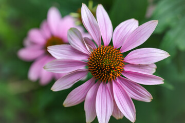 Purple coneflower:The flower’s daisy-like pink petals radiate symmetrically around the cone....