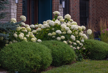 Show stopping, stunning hydrangea arborscens, Abetwo, massive blooms and globe shaped flower heads...