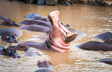 hippopotamus in water