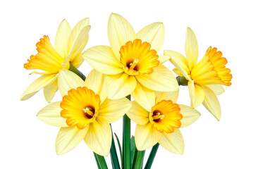 Fototapeta premium Watercolor illustration of daffodils on a white isolated background. A delicate and elegant floral arrangement, perfect for greeting cards, packaging, branding and interior decoration.