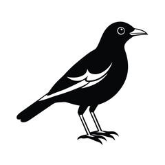 myna vector illustration