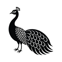 peacock vector illustration