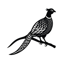 pheasant vector illustration