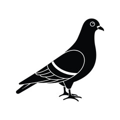 pigeon vector illustration