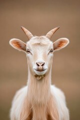 close-up photograph of single farm animal in outdoor setting with soft natural lighting and neutral background