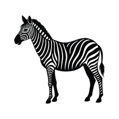 zebra vector illustration