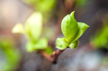 A young leaf unfurls in the spring sunshine, a promise of new beginnings and vibrant life.