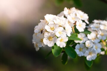 Delicate white meadowsweet flowers bloom in the soft spring light, creating a fresh and natural scene.