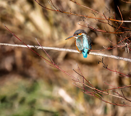 Kingfisher bird sitting on a branch