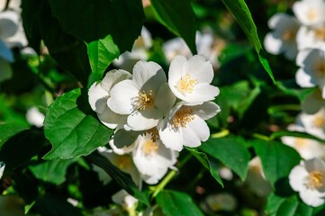 Close-up of jasmine flowers in full bloom shows their intricate details with white petals and yellow centers.