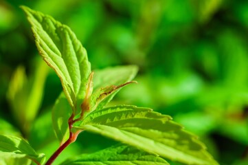 A vibrant close-up reveals the intricate details of a lush green Spiraea Japonica plant.