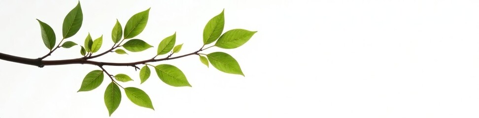 Isolated branches with leaves on white background, minimalist, organic, wood