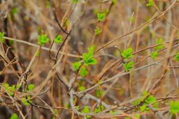 Budding at Senjogahara Marshland in Oku-nikko, Tochigi, Japan