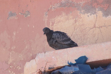 A close-up of a pigeon standing on a house