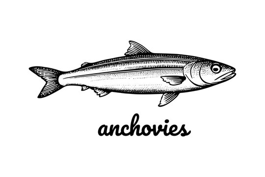 anchovy Fish Vintage Engraved. Ink style, hand drawn illustration. Isolated on white background, vector illustration.