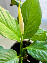 Obraz premium Spathiphyllum flowers - beautiful houseplant