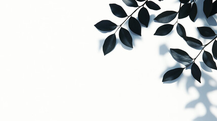Dark leaves shadow on white background