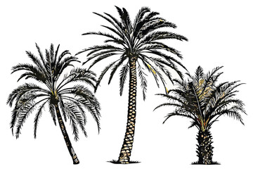 51 Palm trees, tropical foliage, isolated on white background, botanical illustration, photorealistic, detailed textures, fronds, trunks, nature photography, exotic plants, varied colors, green and br