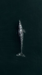 Ballena gris