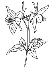 Columbine Flower Coloring Page – Beautiful Floral Line Art