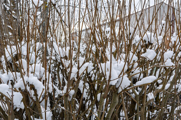 A bush covered in snow in the evening sun