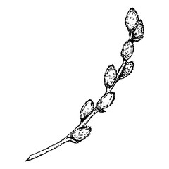 Hand-drawn ink illustration of a willow branch with soft catkins. Ideal for Easter, spring decorations, greeting cards, invitations, botanical projects, nature-inspired prints, organic branding