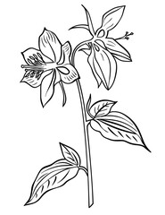 Columbine Flower Coloring Page – Beautiful Floral Line Art