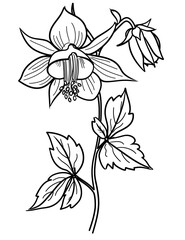 Columbine Flower Coloring Page – Beautiful Floral Line Art