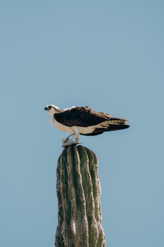 Osprey , aguila pescadora