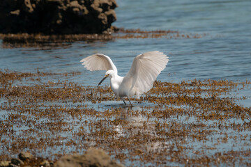 Garz blanca