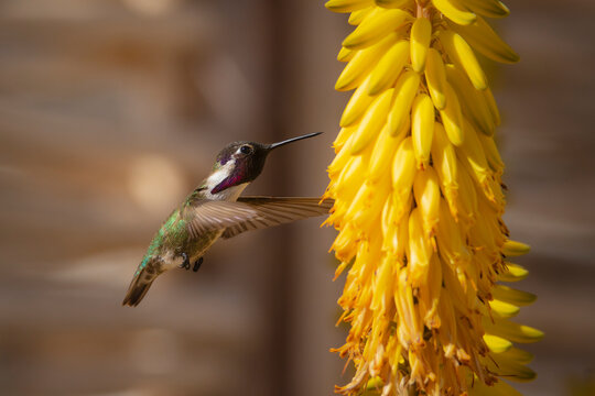 Colibri Baja California
