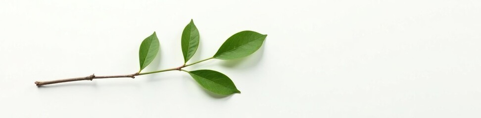 Obraz premium A single isolated branch on a plain white surface, plain, clean