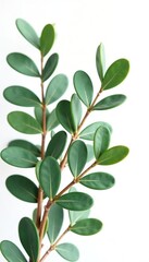 Naklejka premium Branches of eucalyptus isolated against white, minimalist, greenery, branches