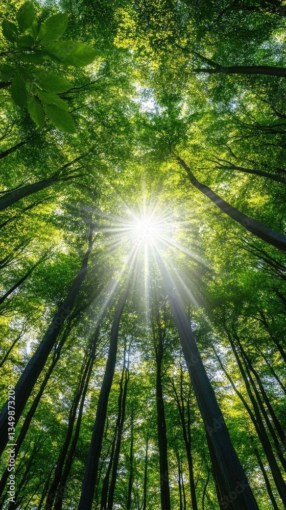 Aufkleber sunlight filters through dense green trees in a lush forest creating a vibrant display of nature's b