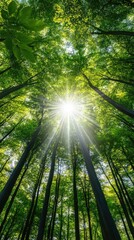 Sunlight filters through dense green trees in a lush forest creating a vibrant display of nature's beauty and tranquility during a sunny day