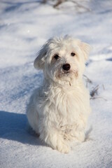 Cute Maltipoo dog playing outdoors in winter. Maltipoo dog stands on the snow