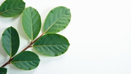 Fototapeta premium Leaves and stems of an eucalyptus tree against a pure white surface, foliage, white