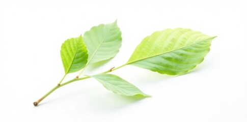 Obraz premium Single isolated leaf and branch on a white background, small, branch, wood