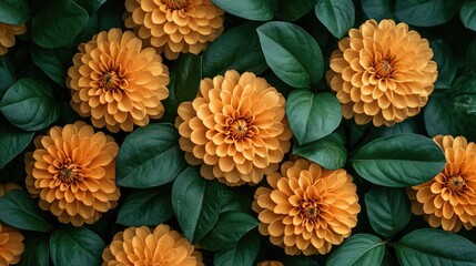 Naklejka premium Orange dahlias, green leaves, floral background, autumn, nature, design