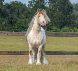 Adult male Gypsy Vanner horse stallion stands in field